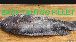 How to Filet a Blackfish / Tautog - Boneless and Skinless!