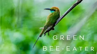 Green Bee-Eater | 28/1993