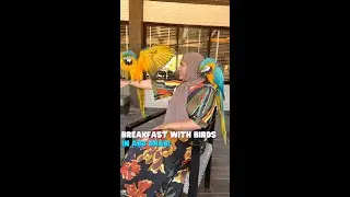 Breakfast With Birds In Abu Dhabi | Curly Tales UAE #shorts
