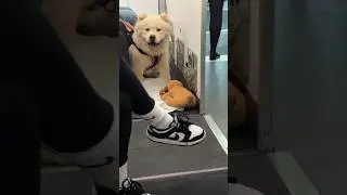 Dog went on a plane
