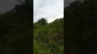 berdengdang bosq