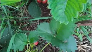 вацап для заказа каталога 89152458159 письменно