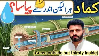 Hidden Water Stress in Sugarcane | کماد میں چھپا ہوا پانی کا دباؤ | Sugarcane Yield Secret