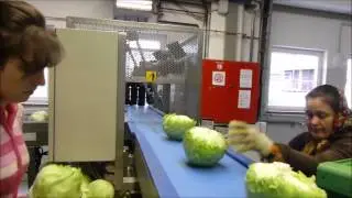 Cleaning Grading and Packing of Iceberg Lettuce 2014