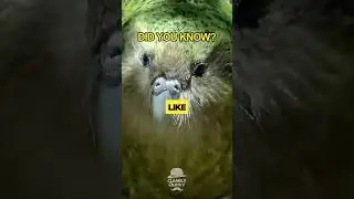 Did You Know: The Kakapo Smells Like Flowers?