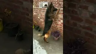 # दुनिया के 10 सबसे वफादार dog🐕🐶#ritik dog kennel 💯#newshorts 💯#viralvideo 💯#trendingshorts 💕❤👑😍🐕💯💯💯