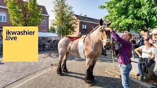 Jaarmarkt Zogge 2021 met keuring 117 Belgische trekpaarden, warmbloedpaarden BWP en shetlandpony’s