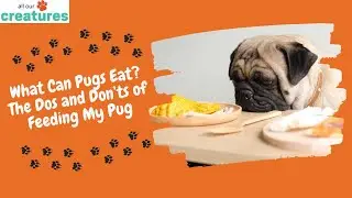 What Can Pugs Eat? The Dos and Don&rsquo;ts of Feeding My Pug