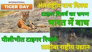 International Tiger Day | अंतर्राष्ट्रीय बाघ दिवस | Tour of Tiger Reserve | Tigers in India #tiger