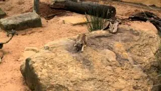 Canon 550D 1080p Sydney Zoo