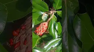 flor de  magnolia  se convierte en  una vellota  de semillas 😶&zwj;🌫️🌅🌅🌅🌅🤗🤗🤗🤗🤗