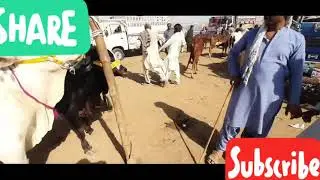 #short video ||with Hiba Zia vlog
