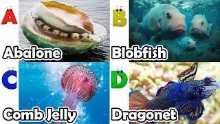 Alphabet Song with ocean Animals | ABC Learning Video for Preschool Kids | Koko Study Class