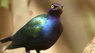 PURPLE GLOSSY STARLING, Viikunakottarainen, Lamprotornis purpureus