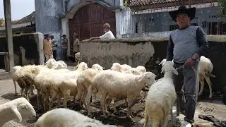 domba gibas Super dan gembel ini beda harganya bosku, pasar Jatinom klaten