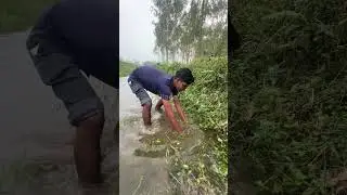 🎣 Fishing for LIFE in a Desi Village | A Day of Traditional Fishing in Rural Life 🌾 Village Ltd