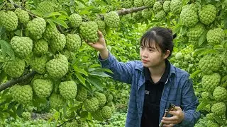 Harvesting custard apples from the garden to sell at the market - Enjoying braised pork with dad