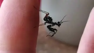 L2 Spiny flower mantis nymph