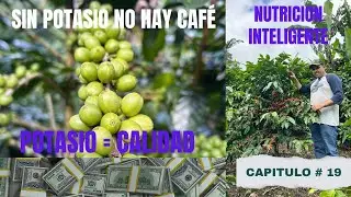 &iquest;Por qu&eacute; el potasio define la calidad del caf&eacute; cosechero? #nutrici&oacute;ninteligente #coffee