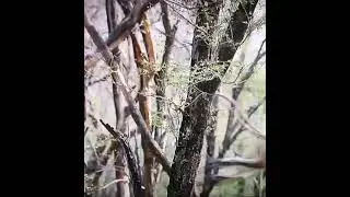 Lookout Monkey's alarm call defeats Tiger! Life in Color (2022) #shorts #reality #bigcats