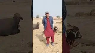 Plese subscribed channal for seen more video.Animals dewoming#cow#buff#dogs#short