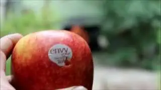 Shooting apple off dummies head