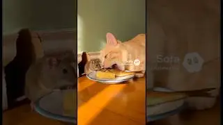 Unexpected friendship cat and mouse sharing food from the same plate #frienship #catmouse #funnypets