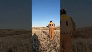 Modified choke at 30 yards! #pheasanthunting #pheasantshooting #hunting #birdhunting #uplandhunting