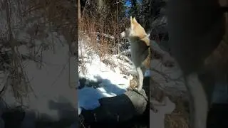 Luna exploring a snowy grove in the mountains #shorts #streetdog #rescuedog #husky #snowdog #dog