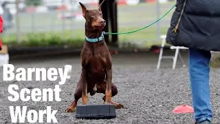 Doberman Barney Competes at AKC Scent Work Trial 6 Q's 4 titles.