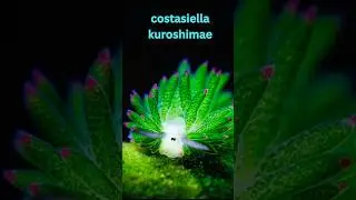Top 10 Most Beautiful Sea Slugs In the World #top10 #trendingshorts #seaslug