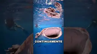 Il segreto dello squalo balena 🦈