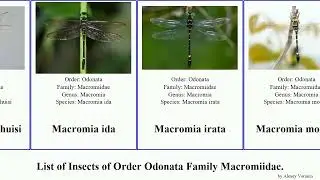 Insects of Order Odonata Family Macromiidae