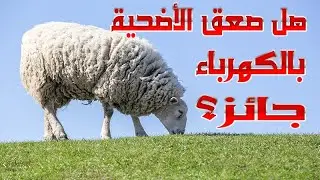 هل صعق الأضحية بالكهرباء قبل الذبح جائز؟