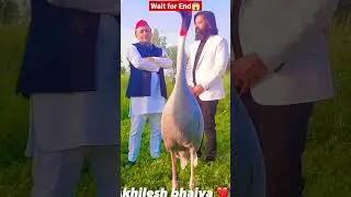 Arif aur saras ki dosti #amethi #saras #dosti #shortsfeed #shorts #viral #shortvideo #sarasdost