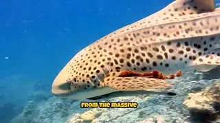 Shark Insights.