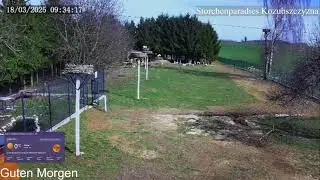 2025 03 18 Storchenparadies Kozubszczyzna, Guten Morgen,  Klappern ohne Ende bei den vielen St&ouml;rchen