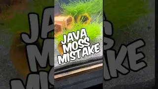 Avoid This Common Mistake With Java Moss (Taxiphyllum Barbieri)!