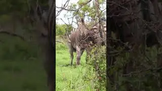 Zebra Stallion Throws Newborn Foal Around While Mother Watches