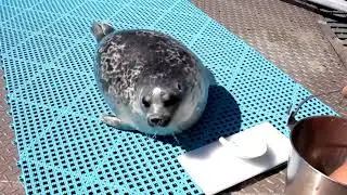 National Zookeeper Week! - Meet Dutch the Ringed Seal