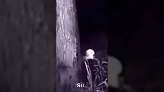 Alien found in the middle of the Woods. #crepy #creepiest #alien #forest #footage