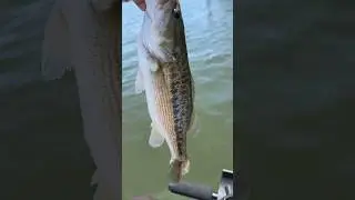 Kayak fishing bass release! #basstournament #fishing #bassfishing #bassfishinglife