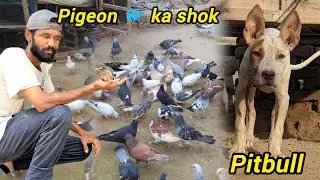 Pigeon 🐦 ka shok | pigeons | pitbull dog training | pitbull puppies | Aggressive pitbull dog breed 😳