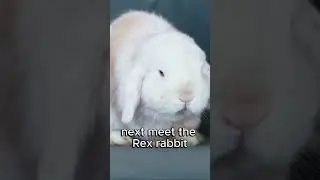 Top 3 Most Affectionate Rabbits #rabbit #fluffypets #animals #pets #adorable