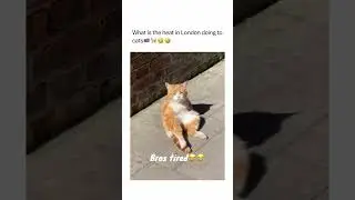 What ends is this?! 😳⁉️🤣 | Original Video Credits:🎥 @hardestbars via Instagram