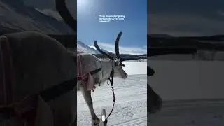 Reindeer Sledding in Norway...!