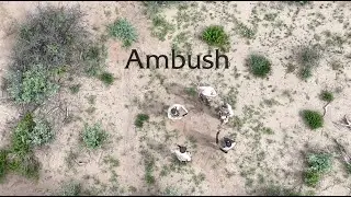 Anti-Poaching Ranger Training - Ambush