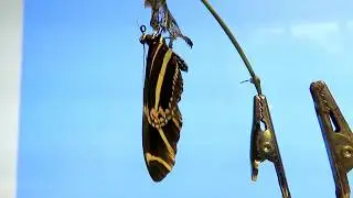 Zebra Longwing, Heliconius charithonia eclosing from chrysalis 2