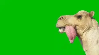 Funny Animal Green Screen meme video HD