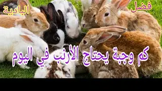 فضل البادية  : شحال تحتاج الارنب من وجبة في اليوم؟ وجبة واحدة  ام وجبتين  #_البادية #_rabbit #_فضل #